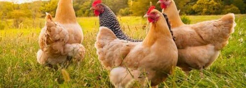 Qual  a causa da coccidiose nas galinhas?