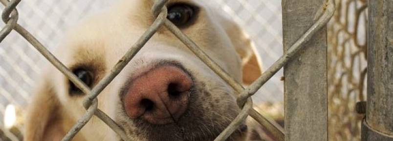 Ação resgata cães abandonados da Reserva do Paiva