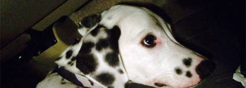 Filhote de dálmata com doença grave encontra um lar