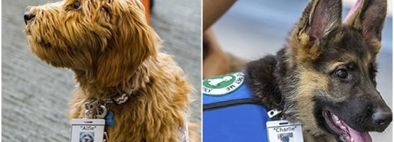 Cães serão treinados para detectar estágios iniciais de câncer em pacientes