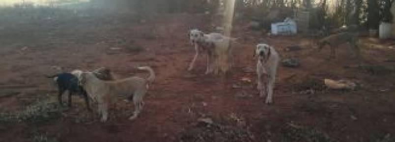 Suipa registra aumento de abandono de animais domésticos no Rio de Janeiro