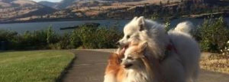 Cão cego recebe ajuda de seu pequeno grande amigo e sabe exatamente para onde ir