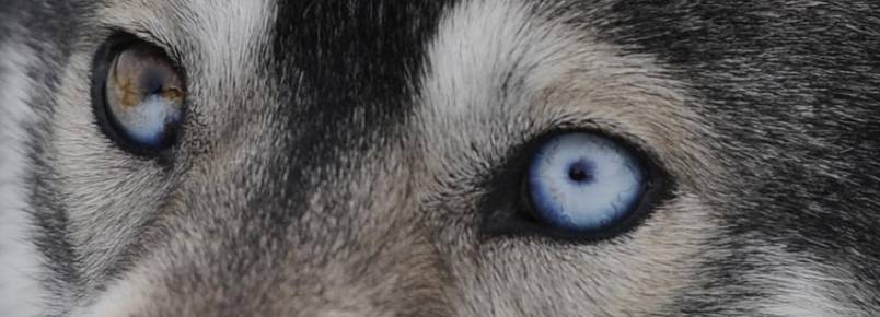 Saúde dos olhos: as doenças mais comuns em cães