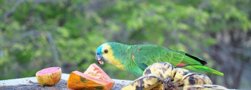 Cinquenta e um papagaios retornaram para a natureza em rea conservada em Salgueiro (PE)