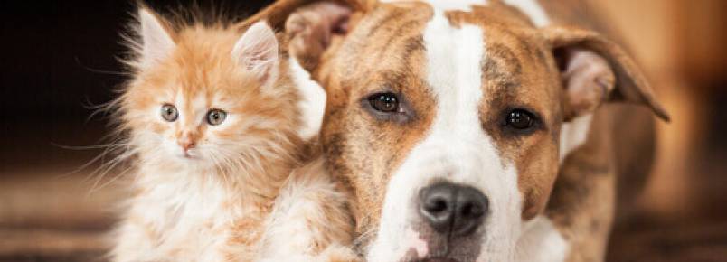 Como prevenir a insolação em cães e gatos?