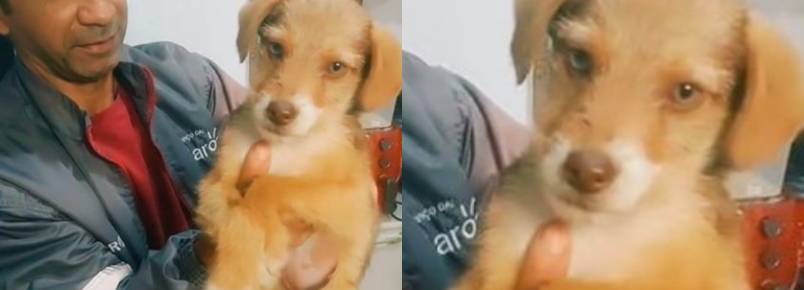 Pai sai para comprar po e volta com cachorrinha filhote que resolveu adotar; vdeo