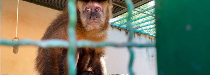 Vtimas de maus-tratos por causa da varola do macaco, animais so devolvidos  natureza