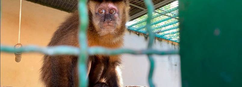 Vítimas de maus-tratos por causa da varíola do macaco, animais são devolvidos à natureza