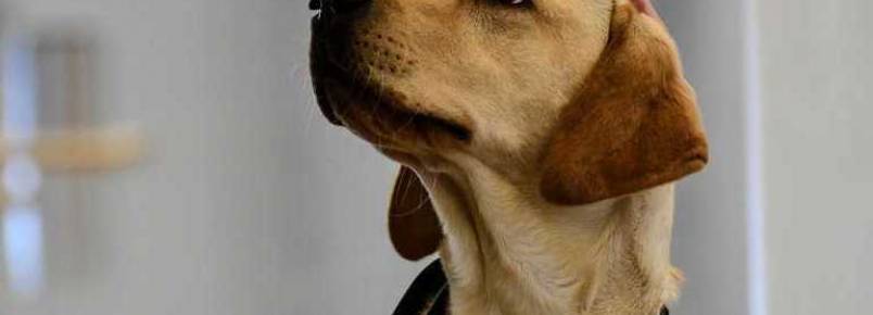 Dez dicas da CIA, agência de inteligência dos EUA, para o treinamento de cães