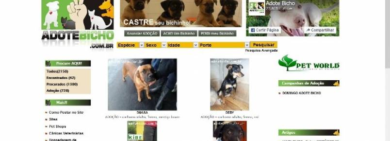 Saiba como divulgar na web animais para adoção, perdidos ou achados 