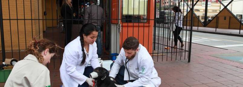 Prefeitura de Curitiba cria projeto de adoção comunitária