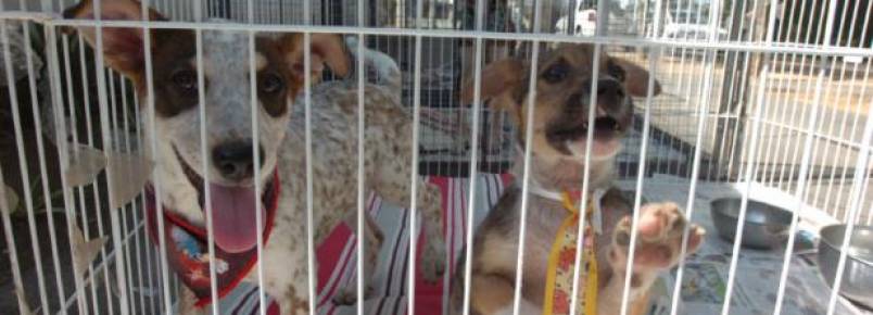 Cresce o número de adoções de animais