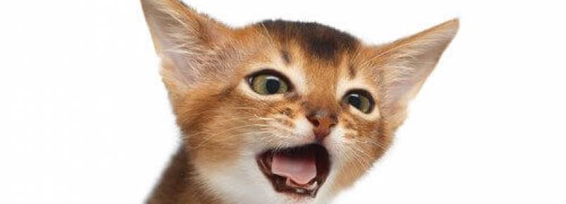 Tudo sobre a tosse em gatos