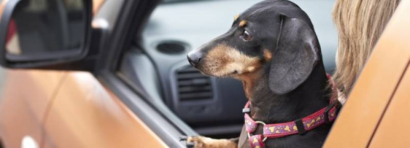 Por que levar o cachorro no carro pode te custar bem caro?