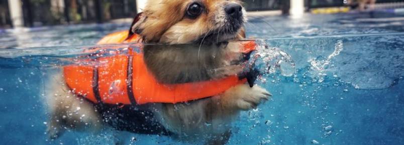 A importância de cuidar das articulações do cachorro ao longo da vida