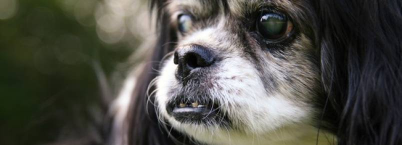 O glaucoma canino  uma doena sria que pode levar a cegueira