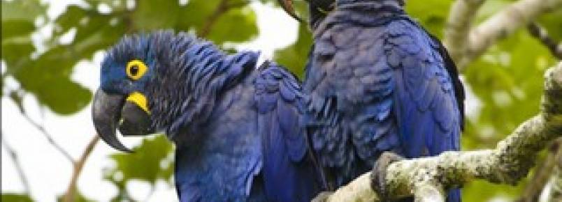Projeto Arara Azul estima nascimento de 50 filhotes até o fim do ano