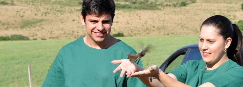 Animais silvestres são reintegrados ao habitat natural
