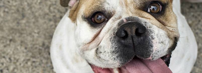 Dicas para incluir frutas na dieta do seu cão