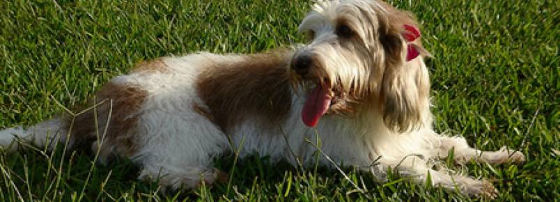 Pequeno Basset Grifo da Vendéia