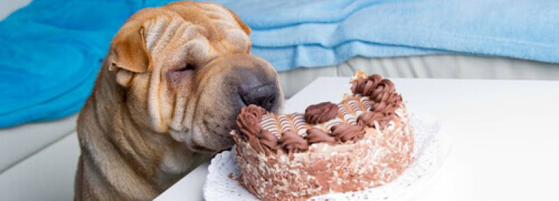 As principais razões que explicam por que os cães não devem comer chocolate