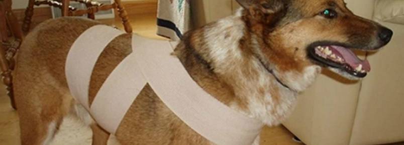 Truque com pano protege seu cão dos sustos causados por fogos de artifício