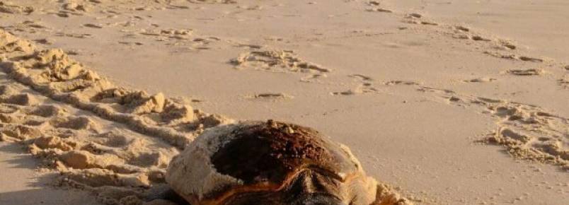 Maricá recebe pela primeira vez desova de tartaruga marinha