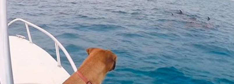 Vídeo incrível mostra cadela nadando em meio aos golfinhos