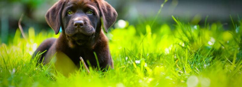 Descubra porque os cães comem grama