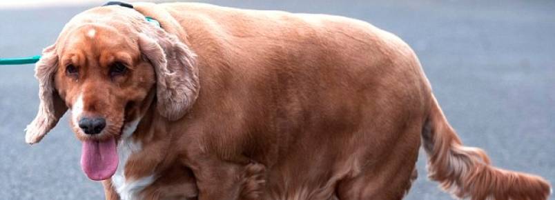 Cachorra obesa tem o dobro do peso de um cocker spaniel saudável