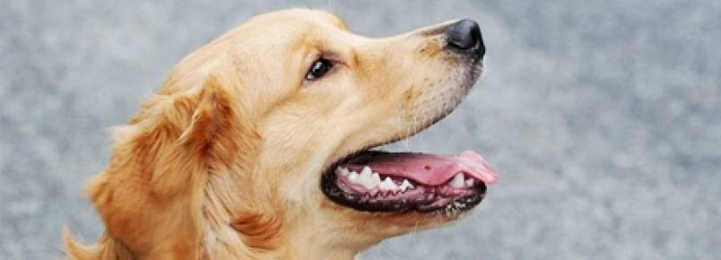 Animais conseguem prever terremotos?