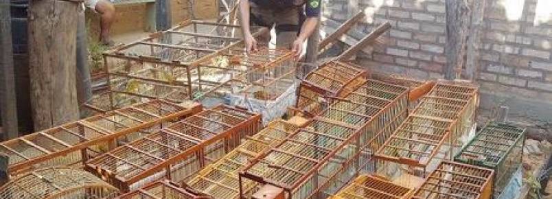 Papagaio ameaado de extino e mais 50 aves silvestres so resgatadas na Chapada Diamantina