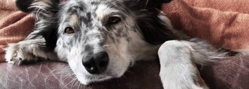 Qual é o melhor tratamento para os vermes em cães?