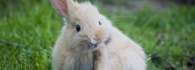 Sarna em coelhos: sintomas e tratamento