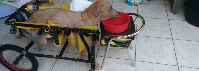 Luta pela vida: Cachorrinho precisa de ajuda em Praia Grande, SP