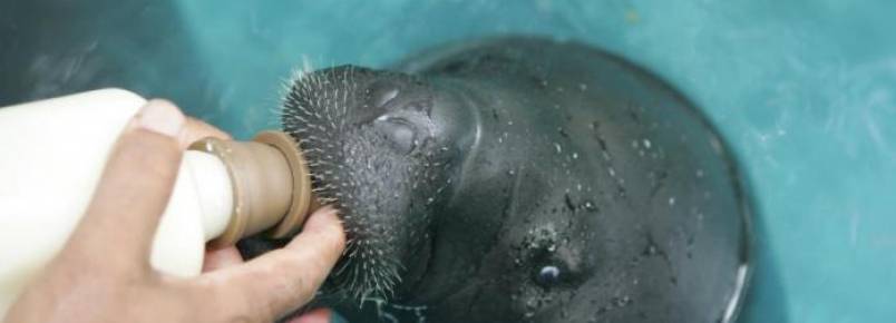 Ferido, filhote de peixe-boi  resgatado no interior do Amazonas