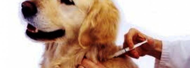 Vacinação contra a raiva chega até 95% de cobertura entre os cães