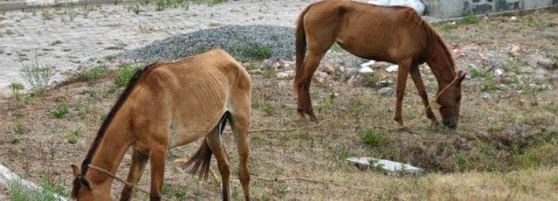 Mais de 380 animais recolhidos em vias públicas
