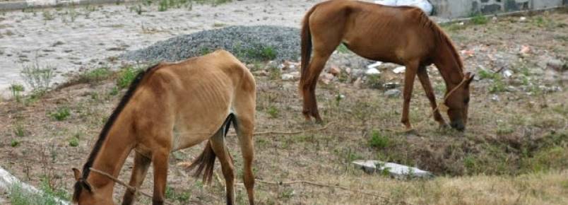 Mais de 380 animais recolhidos em vias pblicas