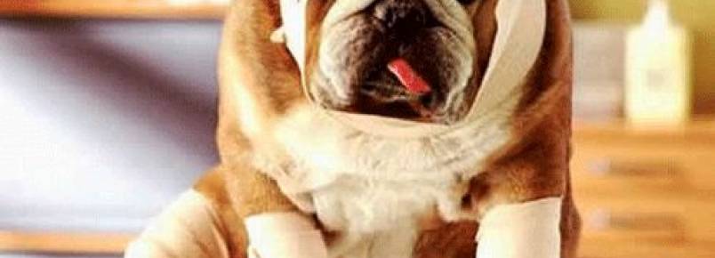 Cães de pequeno porte têm facilidade para sofrer fraturas; veja como evitar