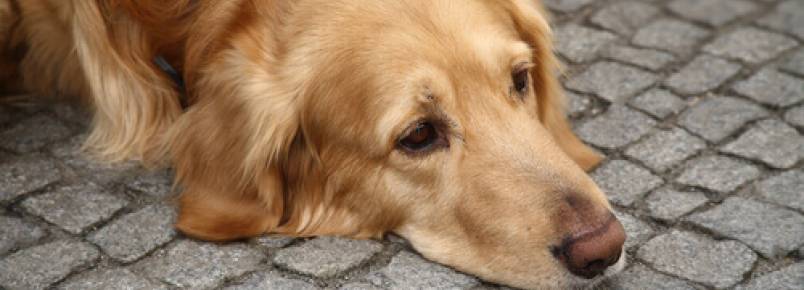 Depressão nos cães: saiba o que pode acontecer