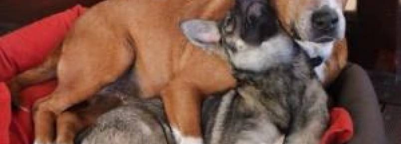 Cães que se conheceram em lar temporário se reencontram após separação