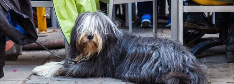 Aonde você pode ir com o seu animal de estimação em Barcelona?