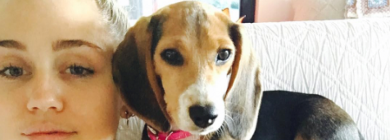 Miley Cyrus adota beagle resgatada de laboratório