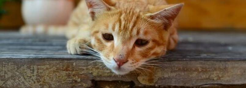 Giardia em gatos: sintomas e como  transmitida