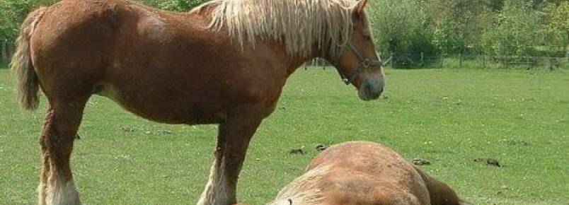 Clica em cavalos: causas, sintomas e tratamento