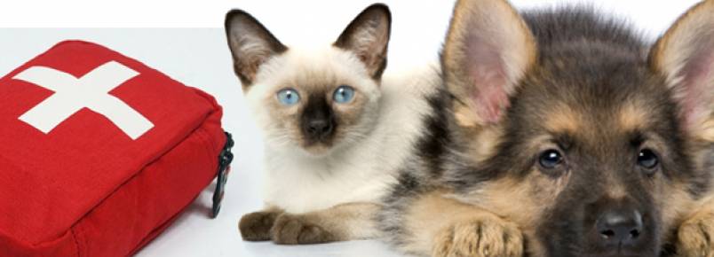 Medicamentos humanos que servem para animais