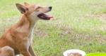 Como tratar os vômitos em cães