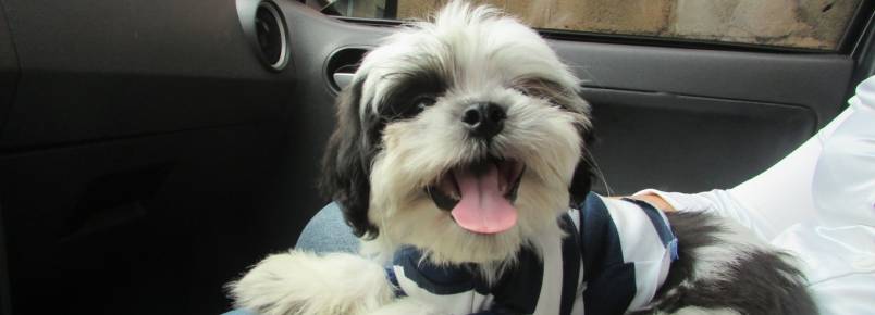 Novo cliente da Clinvet: Teddy