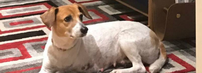 Pretos, velhinhos e doentes: os cães rejeitados na fila da adoção
